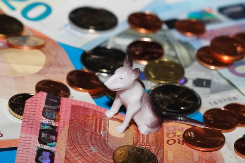 Miniature bull terrier figure sitting on euro coins surrounded by banknotes against a blue