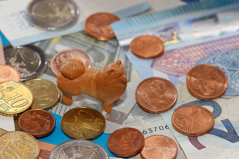 Miniature Kleinspitz figure standing on euro coins surrounded by banknotes, North Rhine-Westphalia,