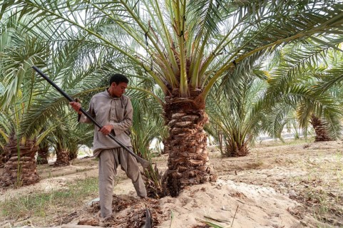 Siwa Oasis, Egypt. March 14th 2018 A Local Siwian farmer tending to Palm Trees in the remote