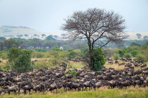 Wildebeest (Connochaetes taurinus), migrating herd of wildebeest, Great Migration at the Mara