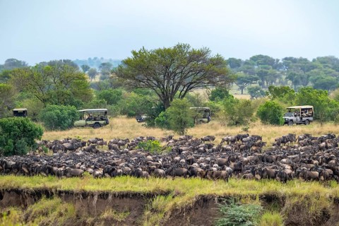 Wildebeest (Connochaetes taurinus), migrating herd of wildebeest, safari vehicles behind, Great