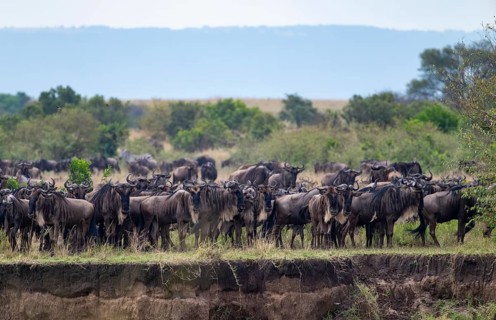 Wildebeest (Connochaetes taurinus) on the river bank, migrating herd of wildebeest, Great Migration