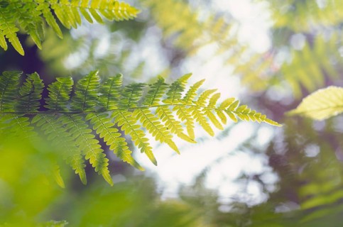 Soft spring cool light on green ferns in the forest
