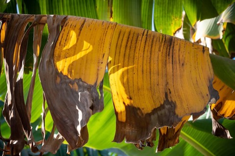 Yellow dead leaves of a banana plant, water intensive crops growing in plantations along the River