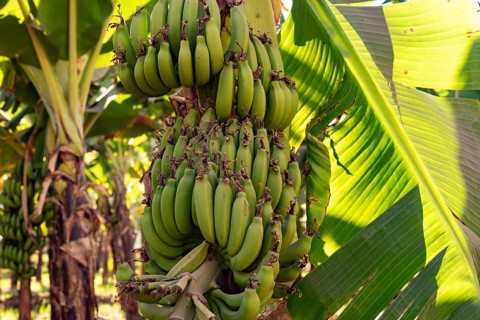 Green banana plants growing on a farm along the River Nile in Upper Egypt, the fruit is a water