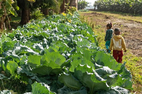 Cabbages growing on a small holding farm beside the River Nile in Upper Egypt. Agriculture in rural