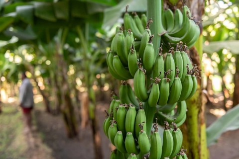 Green bananas growing on an Egyptian Nile side village in Upper Egypt. Agriculture in rural