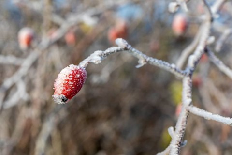 Rosehip with hoarfrost in autumn, Saxony, Germany