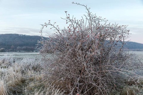 Hoarfrost on a shrub of a dog rose (pink) with rose hips, Saxony, Germany