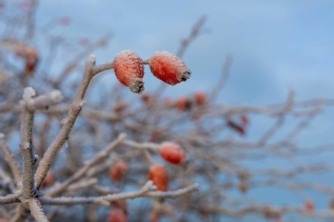 2 rose hips with hoarfrost in autumn, Saxony, Germany