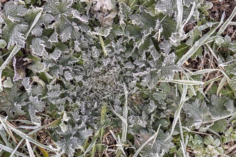 Hoarfrost on every plant creates pattern and structure, winter weather