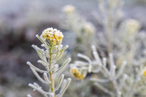 Single rapeseed flower (brassica napus) with hoar frost on a winter morning