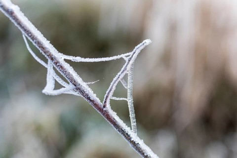 Branch and cobweb covered with hoarfrost