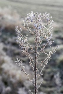 Plant skeleton covered with hoarfrost