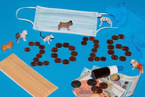 Various miniature dogs with medical devices and euro coins on a blue background, North