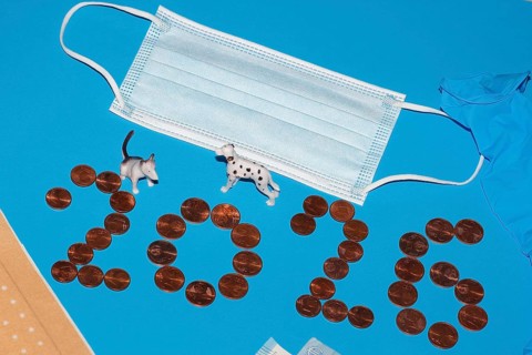 Miniature dogs with medical devices and euro coins on a blue background, North Rhine-Westphalia,