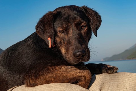 Cute black Puppy, one of the thousands of streets dogs in Turkey that has a red ear tag to indicate
