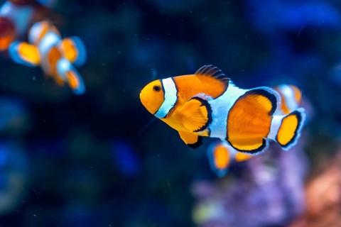 Clownfish with vibrant orange and white stripes gracefully swimming underwater, showcasing the