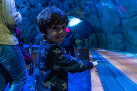 Young boy happily exploring an aquarium tunnel, discovering marine life and experiencing