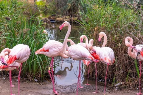 Flock of pink flamingos standing by the edge of a pond, some preening feathers and others looking