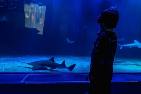 Young boy silhouette gazes in wonder at sawfish, shark and stingrays gliding through a deep blue