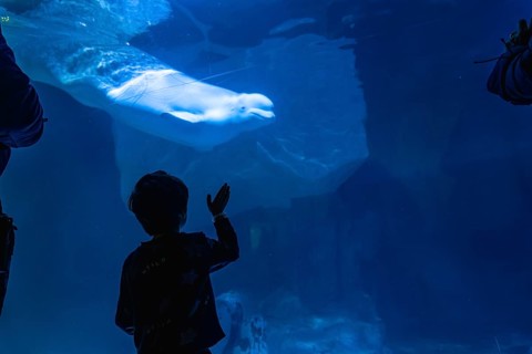 Young child observing a large beluga whale swimming gracefully in a dark blue underwater