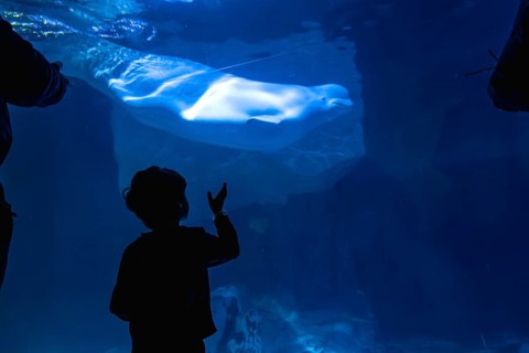 Child's silhouette reaching out to a beluga whale swimming in a large underwater exhibition tank,