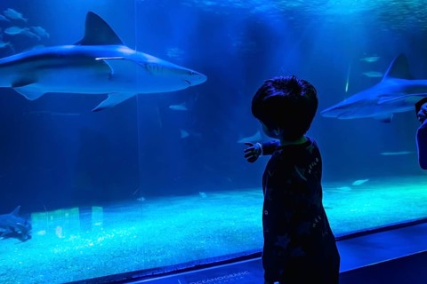 Young boy, viewed from behind, pointing at sharks and other marine life swimming within a vast