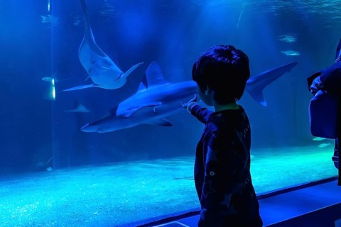 Young child observing and pointing at sharks swimming in a large aquarium tank, feeling wonder and