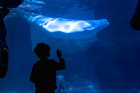 Young child observing a bright beluga whale swimming in a large aquarium tank, back lit and