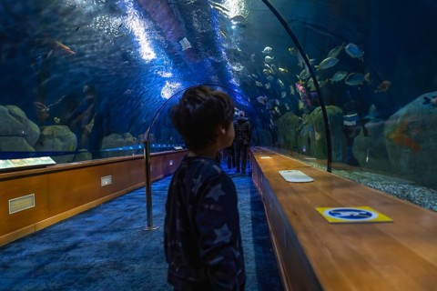 Young boy standing in a glass tunnel, observing fish swimming around him in a large public