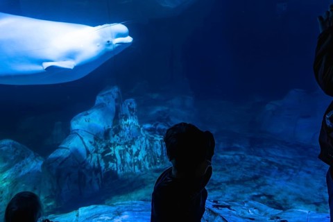 Visitors watch a white beluga whale gliding through a deep blue aquarium tank, silhouetted against