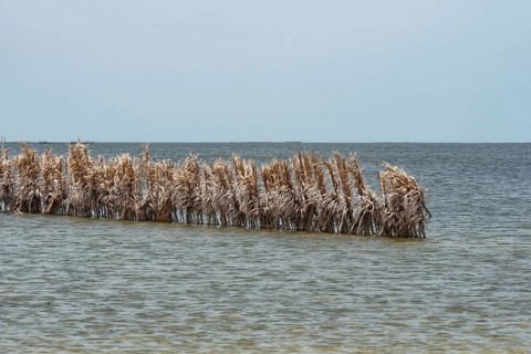 Fishing traps used by Kerkennah fishermen, a unique method of catching fish using sustainable