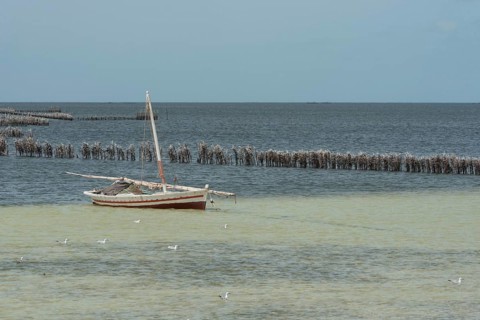 Traditional local fishing boat moored in the Kerkennah Archipeligo in the Gulf of Gabes in the