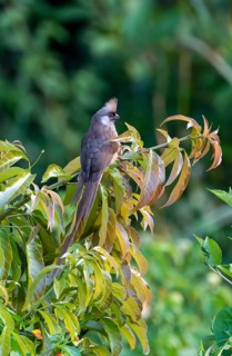 Brown-winged Mousebird (Colius striatus kiwuensis) sitting on a branch, Bigodi, Western Region,
