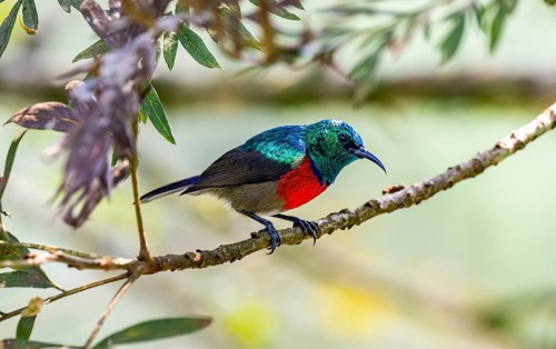 Nandine Sunbird (Cinnyris reichenowi), bird sitting on a branch, Rushaga, Western Region, Uganda