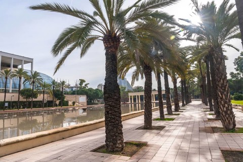 Palm trees lining a paved path in the turia gardens park, with the iconic palau de la musica