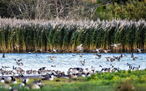 Northern Pintail, Anas acuta, Birds in flight over marshes