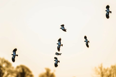 Northern Lapwing, Vanellus vanellus, birds in flight over marshes