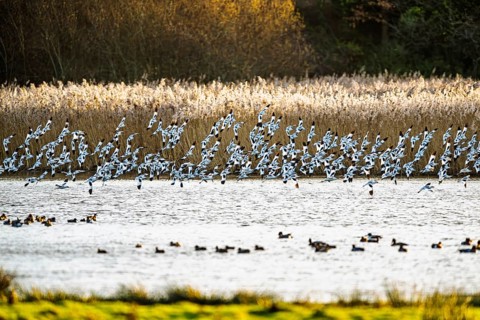 Pied Avocet, Recurvirostra avosetta, birds in flight over marshes