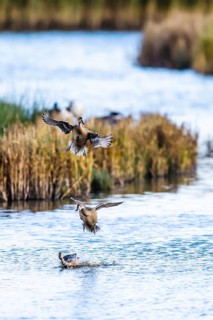 Northern Pintail, Anas acuta, Birds in flight over marshes