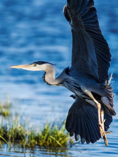 Grey Heron, Ardea cinerea, bird in winter on marshes in winter