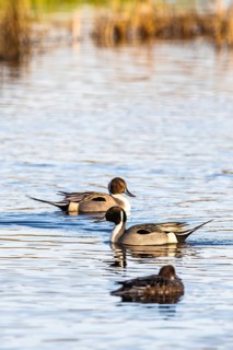 Northern Pintail, Anas acuta, Birds on marshes