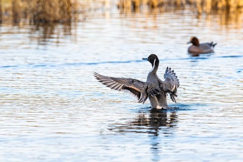 Northern Pintail, Anas acuta, Birds on marshes