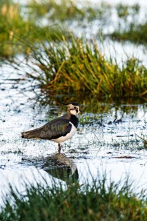 Northern Lapwing, Vanellus vanellus, bird on marshes