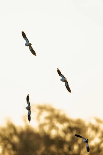 Northern Lapwing, Vanellus vanellus, birds in flight over marshes