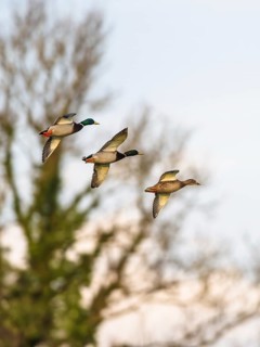 Mallard, Anas platyrhynchos, birds in flight over marshes