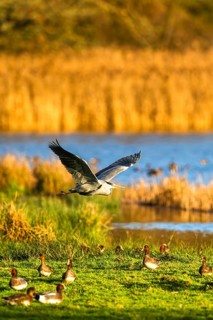 Grey Heron, Ardea cinerea, bird in winter on marshes in winter soft morning light