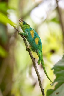 Three-horned chameleon (Trioceros jacksonii), male, between leaves on a branch, Bwindi Impenetrable