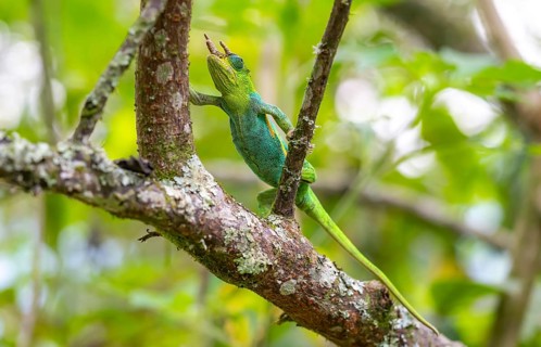 Three-horned chameleon (Trioceros jacksonii), male, on a branch, Bwindi Impenetrable Forest